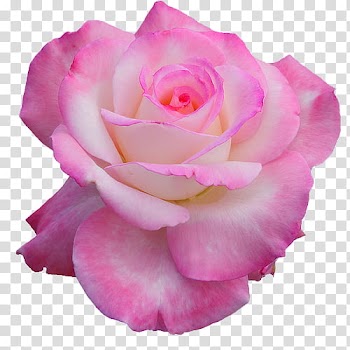 OO WATCHERS, pink rose flower transparent background PNG clipart