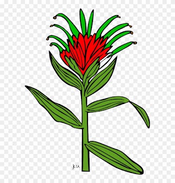 Open Clip Art - Indian Paintbrush Flower Coloring Page