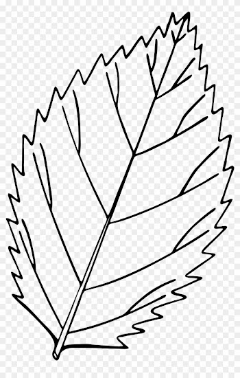 Open - Leaf Drawing Png