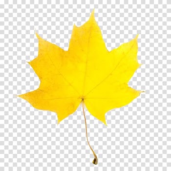 Open Yellow Autumn leaf color, Leaf transparent background PNG clipart