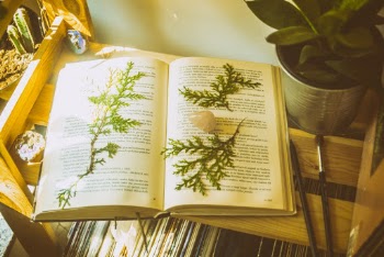 Opened Book 