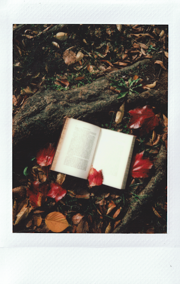Opened Book on Tree Root