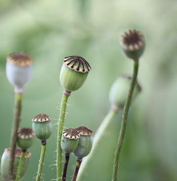 Opium. Free public domain CC0 | Free Photo - rawpixel