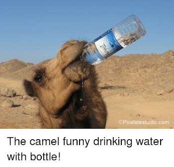 OPixelate Studiocom the Camel Funny Drinking Water With Bottle ...