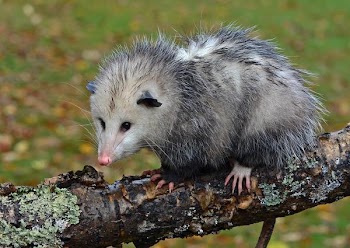 Opossum.jpg