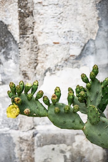 Opuntia Cactus Plant
