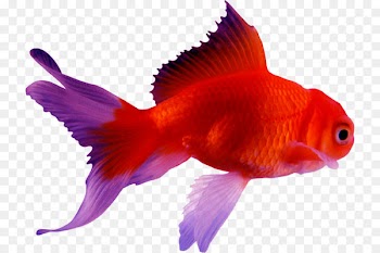 Oranda Comet Fantail Common goldfish Ryukin - fish 