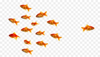 Oranda Fish 1080p Wallpaper - Gold fish 