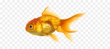 Oranda Koi Fish - Gold Fish Png Image 