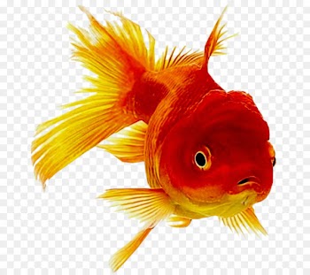 Oranda Ornamental fish Common goldfish - fish 