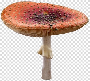 Orange and beige mushroom, Edible mushroom , Fairy tale mushroom transparent background PNG clipart