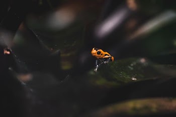 orange and black frog
