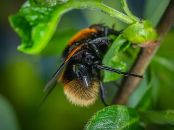 Orange and Black Winged Insect on Green Leaf Plant