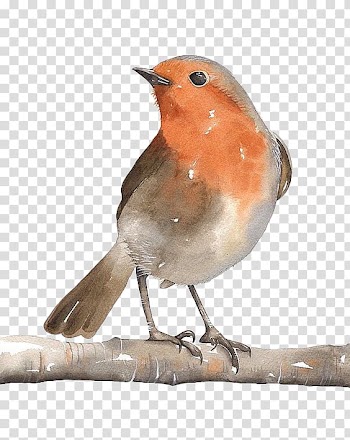 Orange and brown bird, Bird Watercolor painting Art European robin, Hand drawn sparrow transparent background PNG clipart