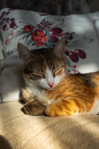 Orange and Brown Tabby Kitten Sitting on Beige Textile