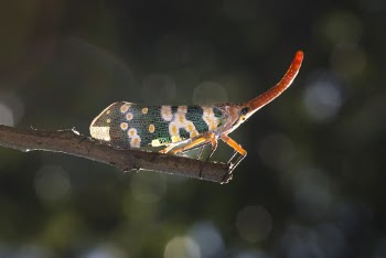 Orange and Gray Insect on Selective Focus Photography