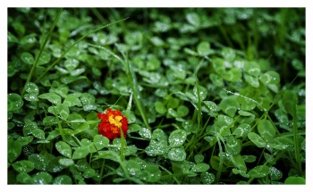 Orange and Green Lantana Surrounded by Green Leaves