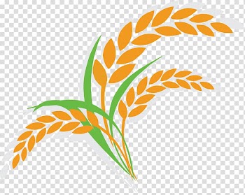 Orange and green plant illustration, Oat Wheat Illustration, Cartoon rice Icon transparent background PNG clipart
