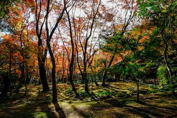 Orange and Green Trees Photography