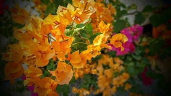 Orange and Pink Bougainvillea Flowers