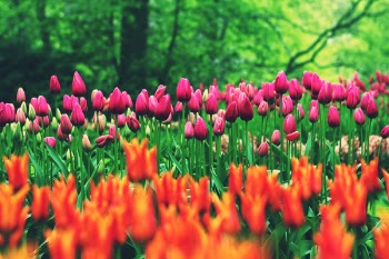 Orange and Pink Flowers during Daytime