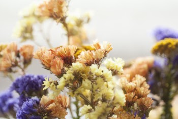 Orange and Purple Petaled Flowers