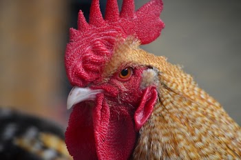 Orange and Red Roaster