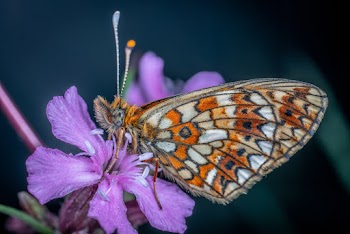 Orange and White Butterfly on Purple Flower