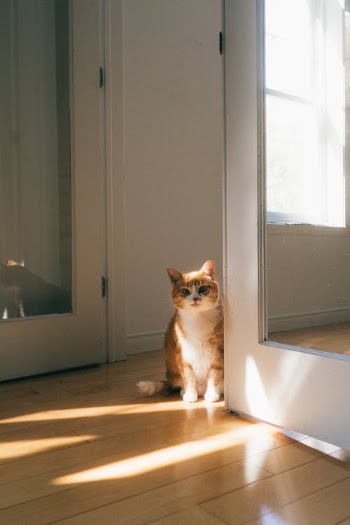Orange and White Cat Sitting on Floor · Free Stock Photo