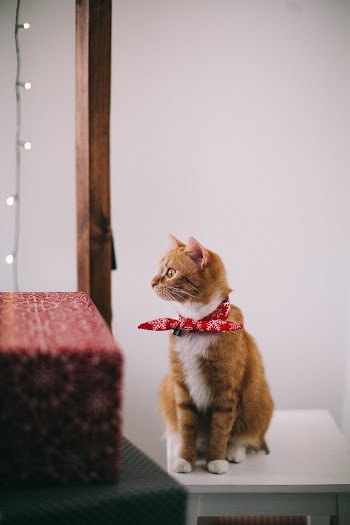 Orange and White Cat with Red Ribbon on Neck Sitting on White Wooden Stool Looking Away