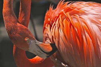 Orange and White Feathered Bird