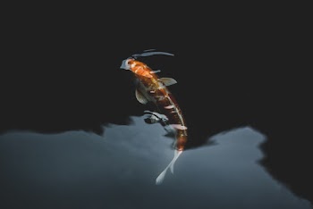 Orange and White Koi Fish