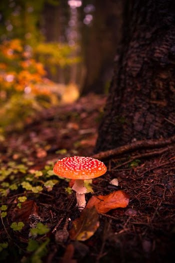 orange and white mushroom under brown tree in close up photography