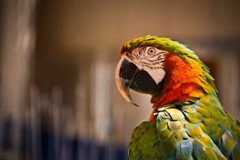 Orange and White Parrot