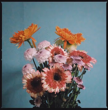 Orange and White Petaled Flowers