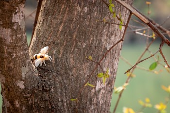 Orange and White Spider on Top of Wood