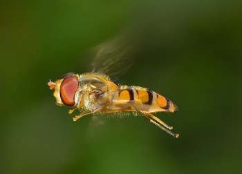 Orange and Yellow Insect