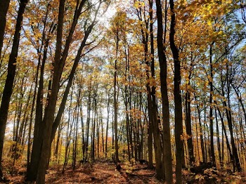 Orange Autumn Leves On Trees