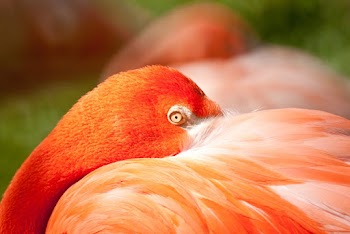 Orange Bird