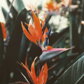 Orange Birds of Paradise Flower
