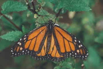 Orange, Black and White Butterfly on Green Leaf Plant