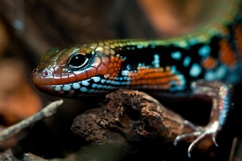 Orange Black Green Lizard