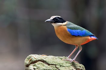Orange Blue Green and White Bird on Rock