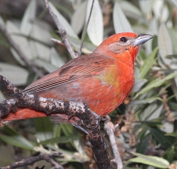 Orange Brown and Yellow Long Beaked Bird