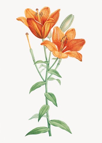 Orange bulbous lily | Free stock vector - 573982