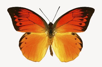 Orange butterfly collage element, isolated | Free PSD - rawpixel