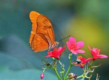 Orange Butterfly.jpg