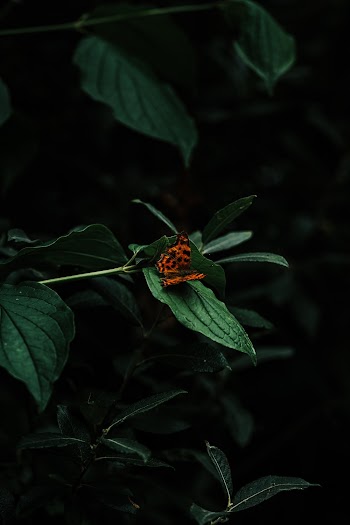 Orange Butterfly on Green Leaf