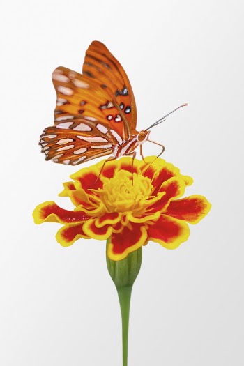 Orange butterfly on marigold flower | Free Photo - rawpixel