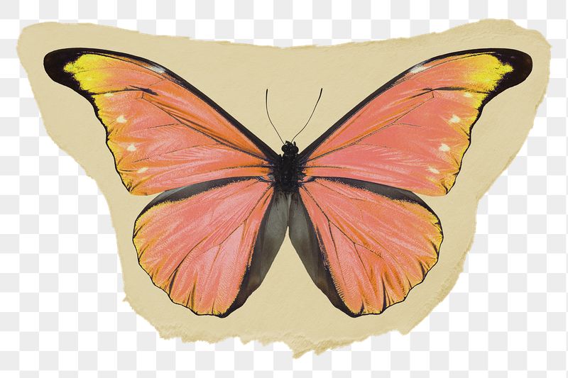 Orange butterfly png ripped paper | Free PNG - rawpixel